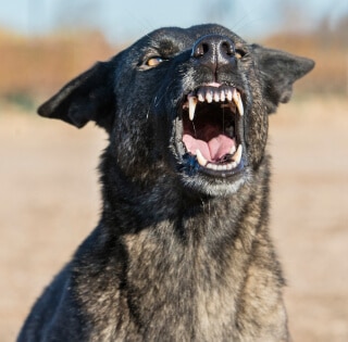 Explore Legal Options After a Minor Dog Bite: Can You Sue? Thumbnail